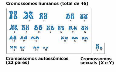3. a fase: Redução do número de cromossomos (meiose) Recombinação genética (crossing -over): Que acontece com os