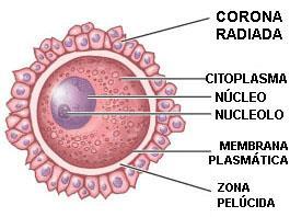 Ovogênese ou oogênese Zona pelúcida: membrana translúcida acelular formada na etapa de folículo primário entre o ovócito