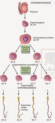 Espermatogênese Fonte: MOORE K L.