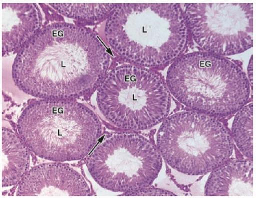 Espermatogênese Túbulos seminíferos: Fonte: JUNQUEIRA, L.C.; CARNEIRO, J.