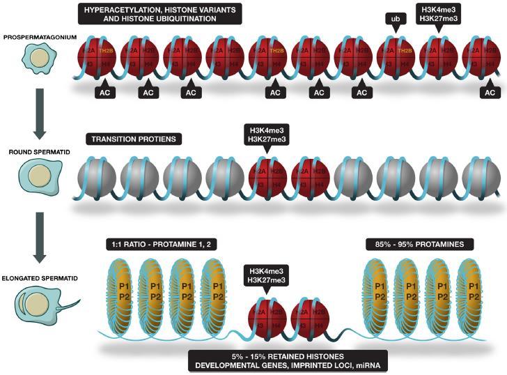 Espermatogênese Substituição de histonas por protaminas: Antes da união com as protaminas, o DNA se une às proteinas de transição que é um passo prévio necessário.
