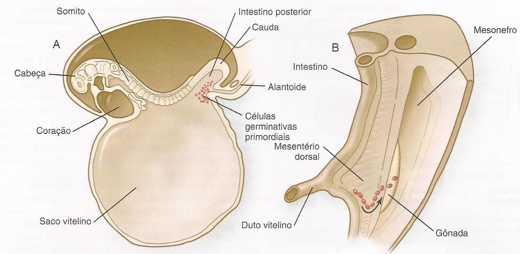 1. a fase: origem e migração das células germinativas primordiais (CGP)