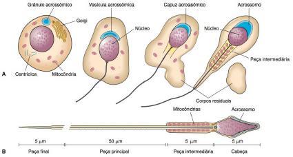 Espermatogênese Espermiogênese: Fonte: JUNQUEIRA, L.C.; CARNEIRO, J.
