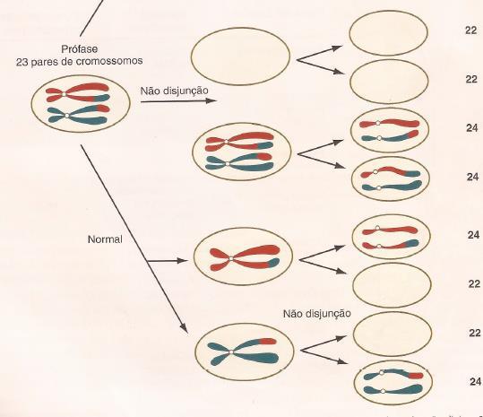 Alterações cromossómicas Fonte: Carlson, B. (2014).
