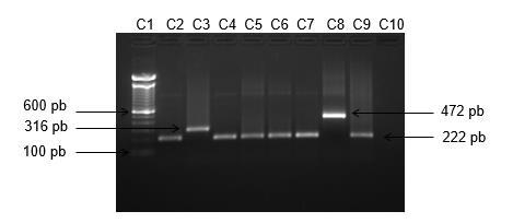 Dengue in ZIKA notified patients 454 samples 52 (11,5%) positive by Multiplex-Nested-PCR Figura.