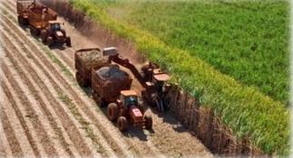 BALANÇO DE GEE DA PRODUÇÃO DE ETANOL Usina típica Agrícola: Área total = 50 mil ha (moagem) Plantio: