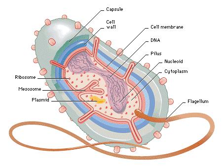 Modos de ação de antibióticos Síntese de proteínas.