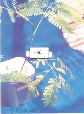 Caracterização de Sintomas de Deficiências de 3 Potássio Folhas de paricá com deficiência de potássio (-K) com clorose e