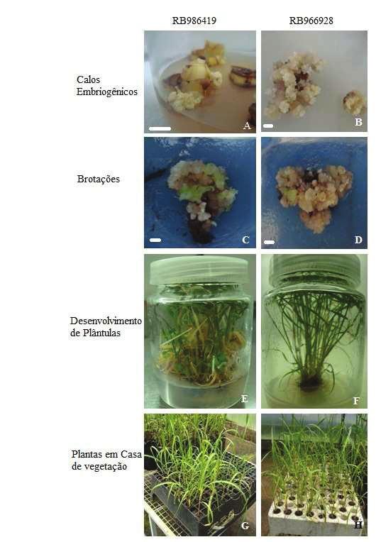 Mudry, C. S. et al. Figura 1. Indução de calos embriogênicos e regeneração de plantas de cana-de-açúcar, Clone RB986419 e Cultivar RB966928.