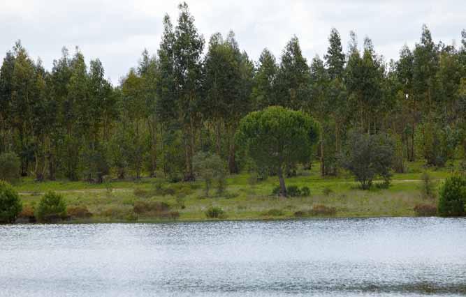 SUSTENTABILIDADE Um forte empenhamento nas questões de sustentabilidade continuou a nortear, ao longo de 2011, as actividades do Grupo Portucel, da floresta aos produtos que fabrica e comercializa,