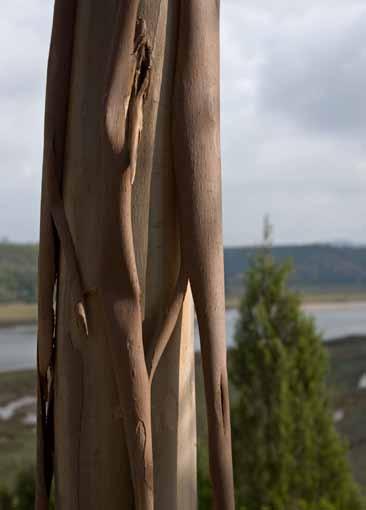 Porque a floresta portuguesa é, quase integralmente, constituída por plantações merecendo as plantações de Eucalyptus globulus, predominantes no património florestal gerido pelo Grupo, uma atenção