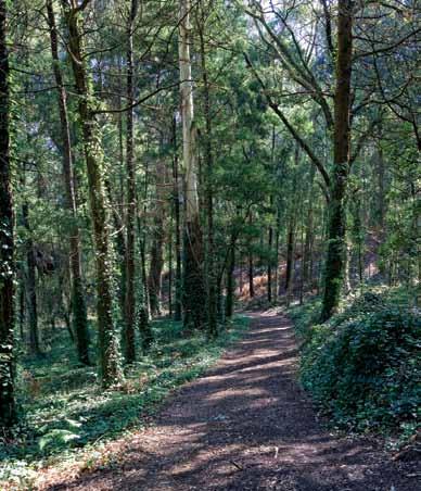 A empresa Portucel Soporcel Florestal assume-se agora como o rosto do Grupo no contexto da floresta portuguesa.