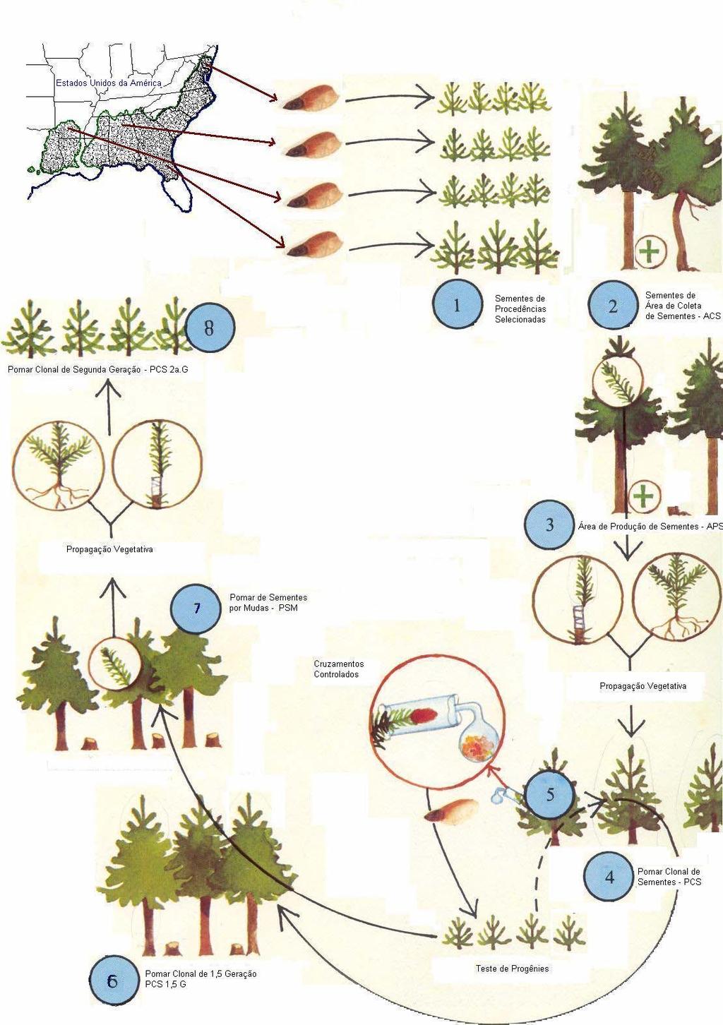 Métodos de Produção de Sementes de Pinus taeda 1. Procedências Selecionadas - PS 2. Área de Coleta de Sementes ACS 3. Área de Coleta de Sementes APS 4.