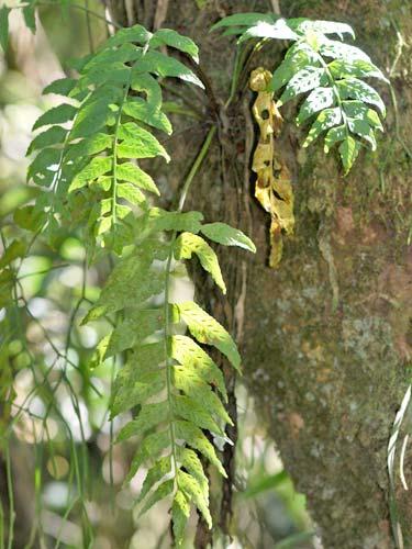 ARACEAE Anthurium scandens 6