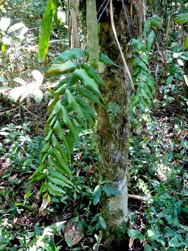 ARACEAE Philodendron minarum