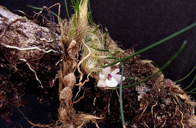 ORCHIDACEAE Hoffmannseggella crispata