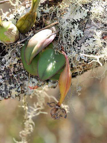 experts who identified these plants.