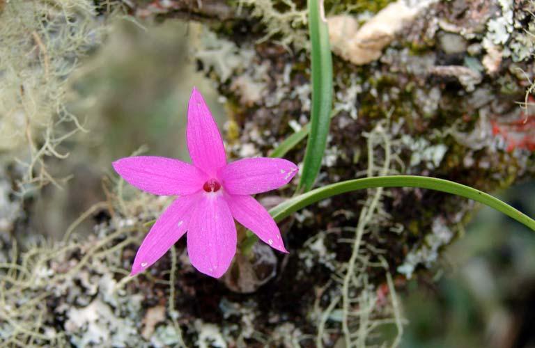 ORCHIDACEAE Hadrolaelia coccinea 135