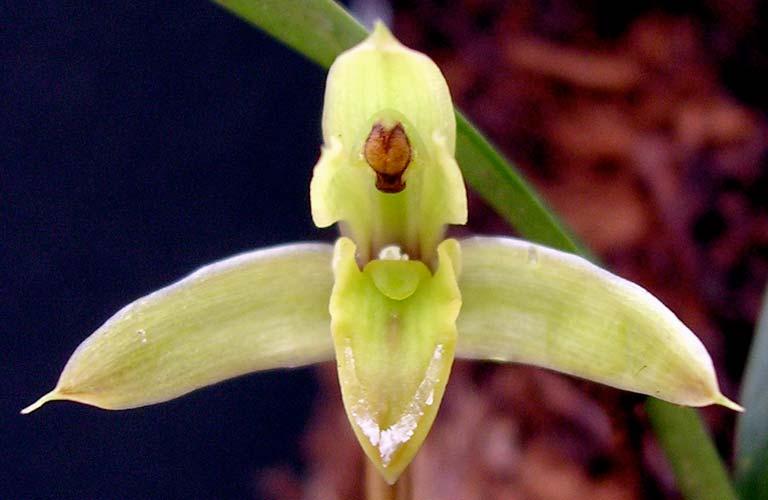 ORCHIDACEAE Masdevallia infracta 153