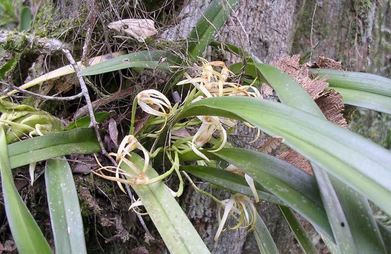 ORCHIDACEAE Maxillaria brasiliensis