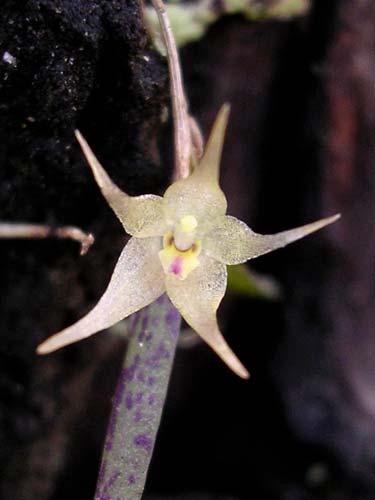 ORCHIDACEAE Octomeria diaphana 170