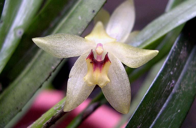 ORCHIDACEAE Maxillaria subulata 166