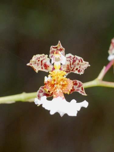 ORCHIDACEAE Oncidium hookeri 183