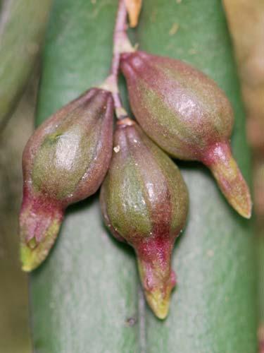 ORCHIDACEAE Oncidium truncatum 187