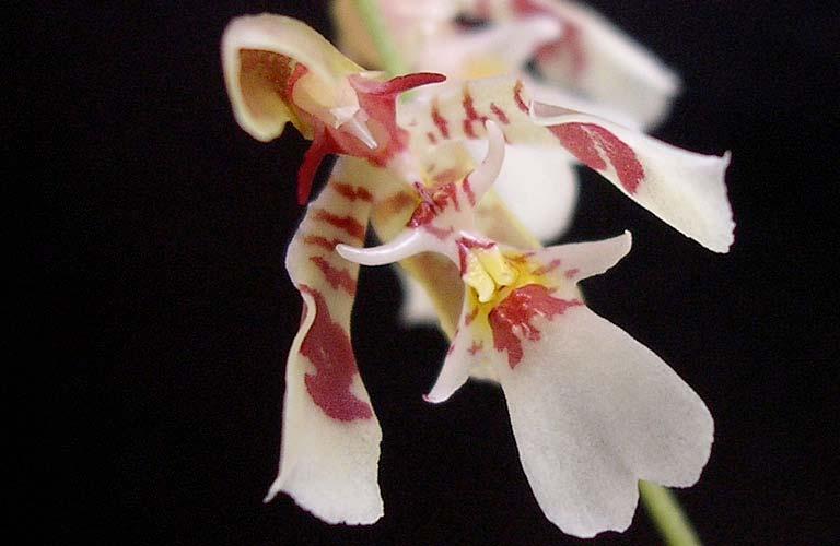 ORCHIDACEAE Octomeria wawrae 179