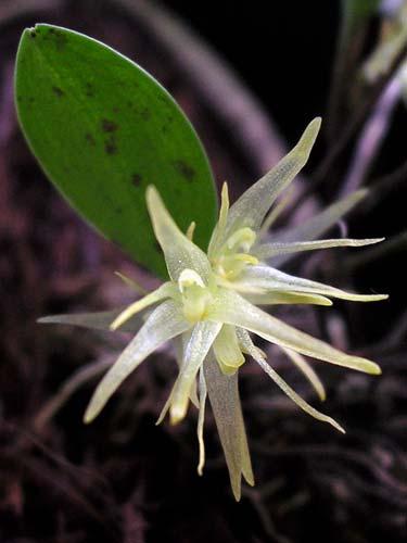 Vascular Epiphytes of Parque Estadual