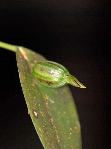 Pleurothallis marginalis 196