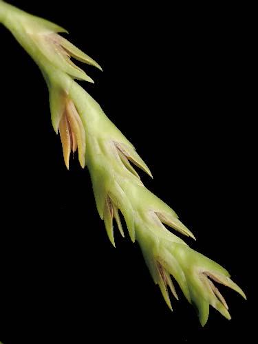 ORCHIDACEAE Pleurothallis rubens 198