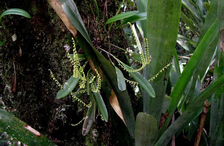 ORCHIDACEAE Stelis intermedia