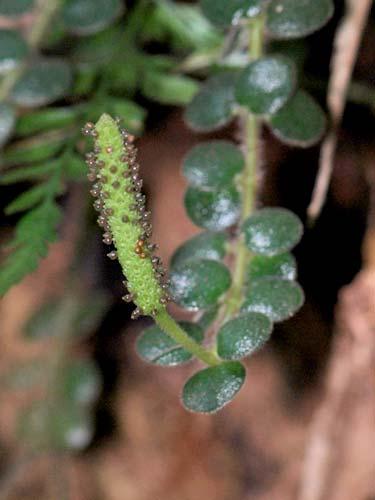 226 ORCHIDACEAE Stelis sp.