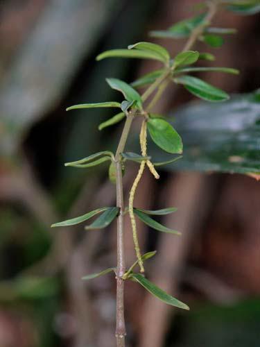 ORCHIDACEAE Trichosalpinx