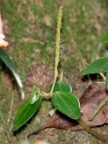 montana 232 PIPERACEAE Peperomia