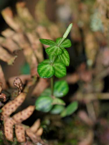 235  236 PIPERACEAE Peperomia