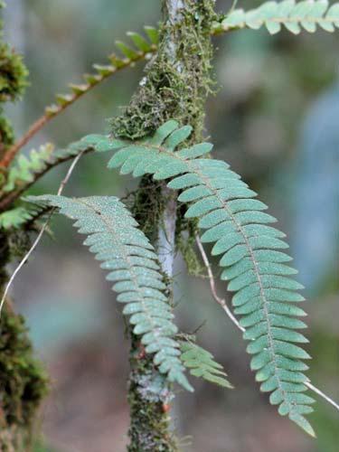 245 POLYPODIACEAE Microgramma