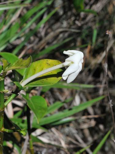 Phlebodium pseudoaureum 251