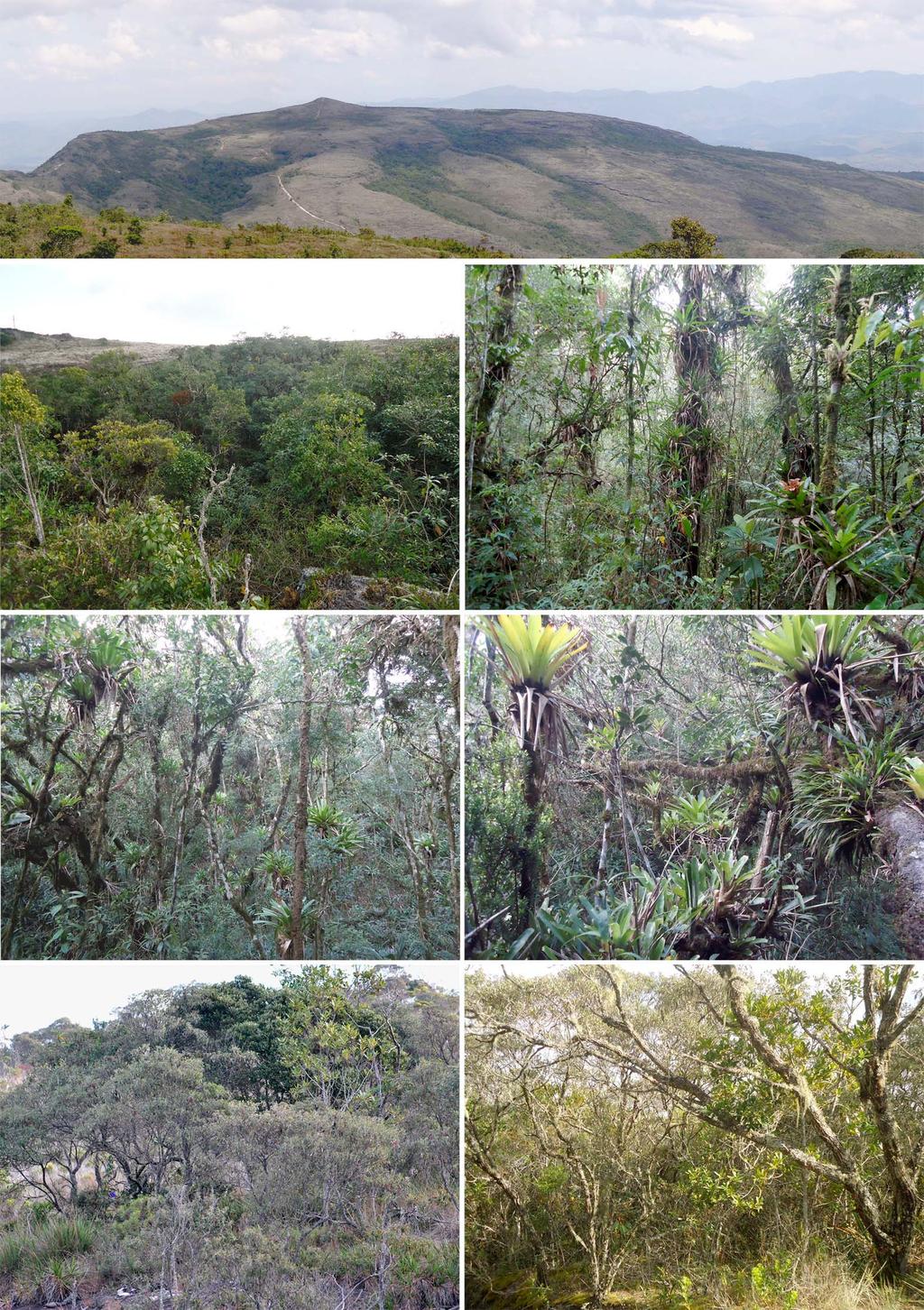 Vascular Epiphytes of Parque Estadual do Ibitipoca, Minas Gerais, BRAZIL Epiphytes of Ibitipoca 18 We thank CAPES for a master's degree grant awarded to SGF; IEF and PGECOL for logistic support; and