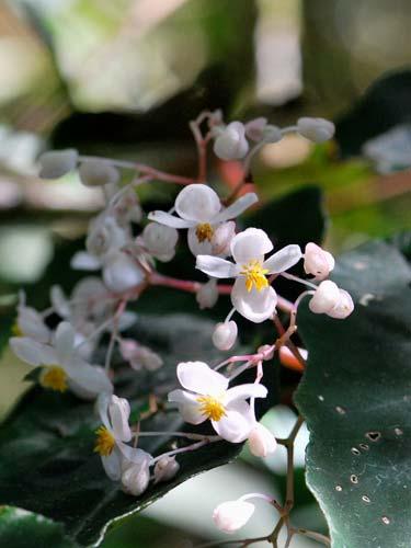 Vascular Epiphytes of Parque