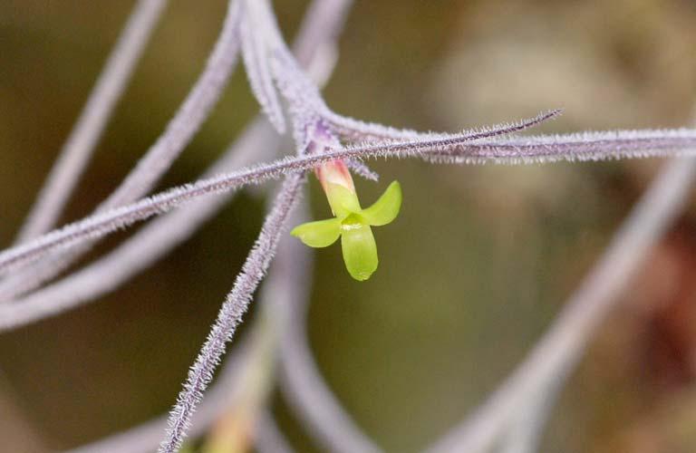 Tillandsia gardneri 31