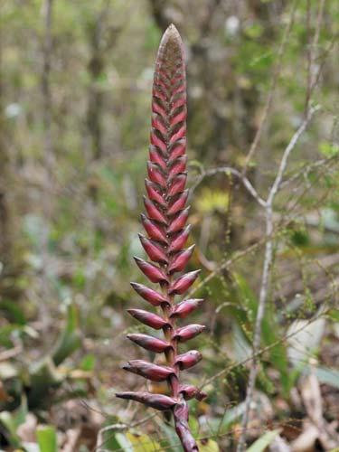 Tillandsia streptocarpa