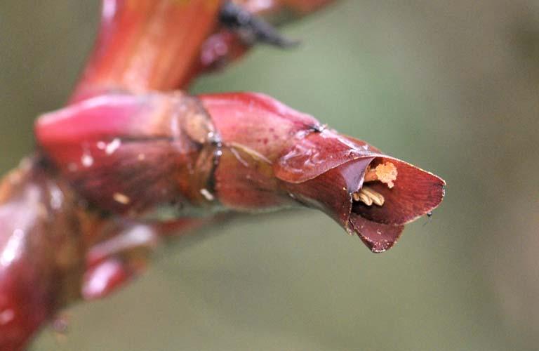 Vascular Epiphytes of Parque