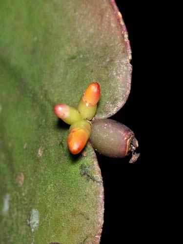 Wittrockia cyathiformis 59