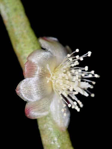 64  65  66 CACTACEAE Rhipsalis