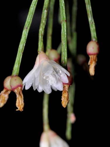 elliptica 70 CACTACEAE Rhipsalis