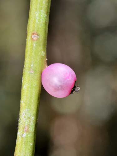 experts who identified these plants.