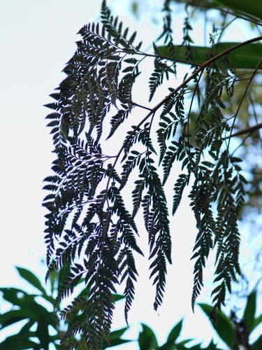 CACTACEAE Rhipsalis juengeri 74