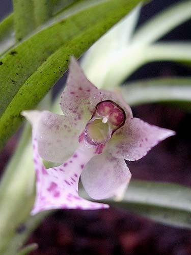 Gerais, BRAZIL Epiphytes of